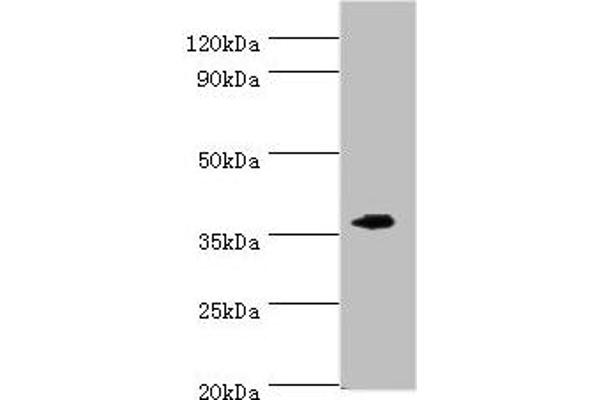 Ephrin B2 antibody  (AA 28-229)