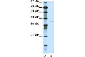 KCNA7 antibody  (C-Term)