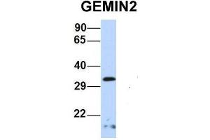 Image no. 2 for anti-Gem (Nuclear Organelle) Associated Protein 2 (GEMIN2) (Middle Region) antibody (ABIN2778712)