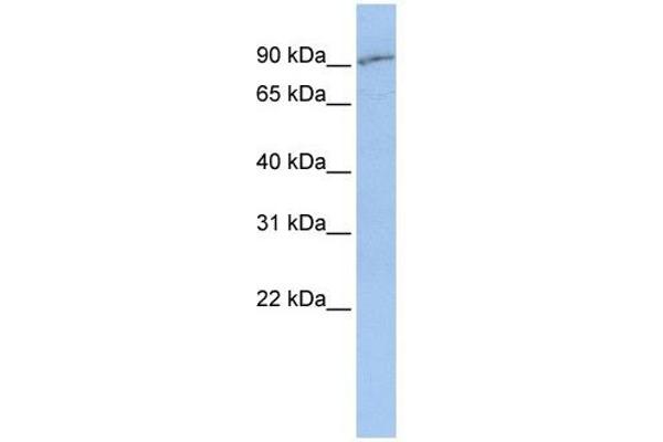 anti-Solute Carrier Family 15 (H+/Peptide Transporter), Member 2 (SLC15A2) antibody