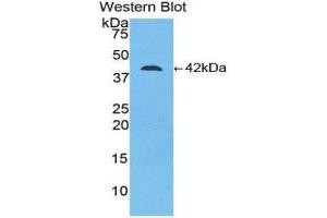 Image no. 1 for anti-Creatine Kinase, Brain (CKB) (AA 11-367) antibody (ABIN1077952)