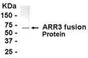 Image no. 1 for anti-Arrestin 3, Retinal (X-Arrestin) (ARR3) (AA 290-388) antibody (ABIN2467921)