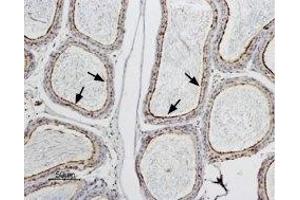 Expression of AQP9 in rat epididymis - Immunohistochemical staining of rat testis paraffin embedded section using Anti-Aquaporin 9 Antibody (ABIN7042945 and ABIN7045206), (1:100).