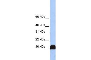 Image no. 2 for anti-Profilin 1 (PFN1) (N-Term) antibody (ABIN2783306)