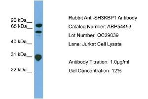 Image no. 2 for anti-SH3-Domain Kinase Binding Protein 1 (SH3KBP1) (N-Term) antibody (ABIN2785720)