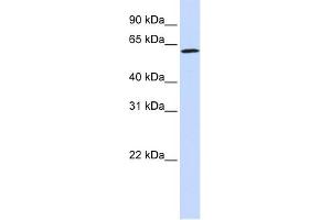 Image no. 1 for anti-Ecto-NOX Disulfide-Thiol Exchanger 1 (ENOX1) (Middle Region) antibody (ABIN2779123)