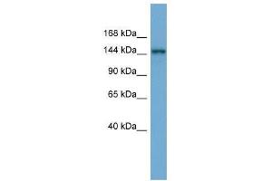 Image no. 1 for anti-Testis Expressed 14 (TEX14) (Middle Region) antibody (ABIN928715)