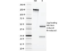 Image no. 1 for anti-Erythropoietin (EPO) (AA 28-162) antibody (ABIN6939312)