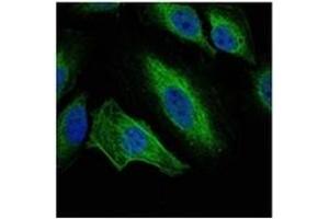 Image no. 3 for anti-Aurora Kinase A (AURKA) antibody (ABIN1105471)