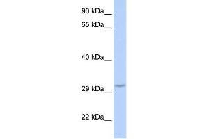 Image no. 1 for anti-F-Box Protein 27 (FBXO27) (Middle Region) antibody (ABIN631723)