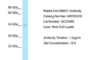 Image no. 1 for anti-Sorting Nexin 21 (SNX21) (N-Term) antibody (ABIN2789296)