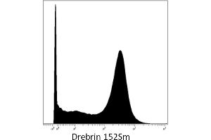 Image no. 1 for anti-Drebrin 1 (DBN1) (AA 1-326) antibody (ABIN1558079)