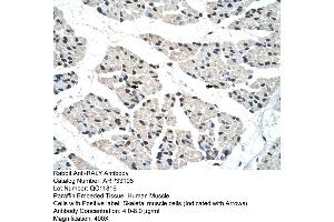 Image no. 1 for anti-RNA-binding protein Raly (RALY) (C-Term) antibody (ABIN2777755)