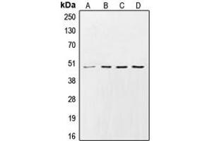 Image no. 2 for anti-Casein Kinase 1, gamma 2 (CSNK1G2) (N-Term) antibody (ABIN2707427)