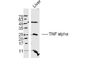 Western Blotting (WB) image for anti-Tumor Necrosis Factor alpha (TNF alpha) (AA 181-235) antibody (ABIN677318)