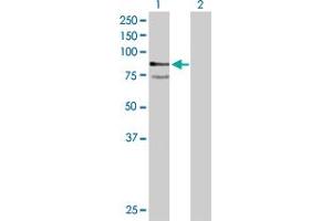 Image no. 1 for anti-Protein tyrosine Phosphatase, Receptor Type, R (PTPRR) (AA 1-657) antibody (ABIN519537)