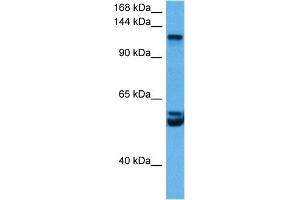 Image no. 2 for anti-Retinoblastoma-Like 2 (p130) (RBL2) (C-Term) antibody (ABIN2780695)
