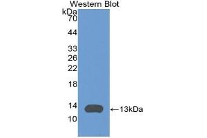 CXCL11 antibody  (AA 22-100)