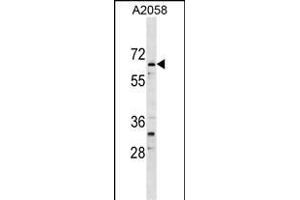 ARID5A Antibody (Center) (ABIN1538378 and ABIN2849205) western blot analysis in  cell line lysates (35 μg/lane).