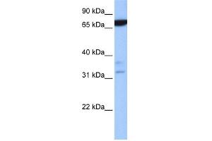 Image no. 1 for anti-Zinc Finger Protein 340 (ZNF340) (N-Term) antibody (ABIN2784287)
