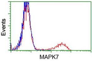 Image no. 3 for anti-Mitogen-Activated Protein Kinase 12 (MAPK12) antibody (ABIN1499302)