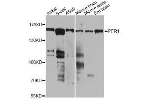 Image no. 2 for anti-Period Homolog 1 (Drosophila) (PER1) antibody (ABIN6145448)