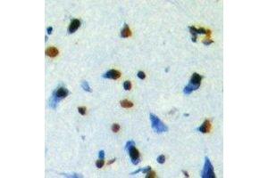 Image no. 2 for anti-NUDC antibody (ABIN3198236)