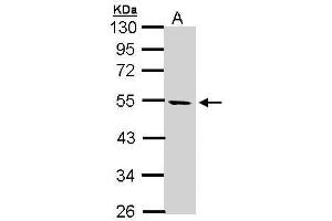 Image no. 1 for anti-serine/threonine Kinase 25 (STK25) (Center) antibody (ABIN2856516)