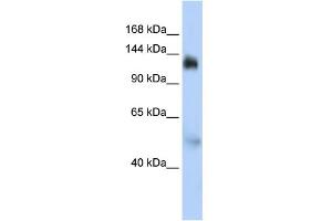 Image no. 1 for anti-Nuclear Transcription Factor, X-Box Binding 1 (NFX1) (Middle Region) antibody (ABIN2792551)