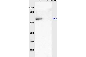Image no. 1 for anti-Vesicle Amine Transport 1 (VAT1) (AA 421-525) antibody (ABIN719816)