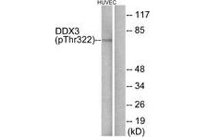 Western Blotting (WB) image for anti-DEAD (Asp-Glu-Ala-Asp) Box Polypeptide 3 (DDX3) (AA 466-515), (pThr322) antibody (ABIN1531578)