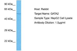 GATA2 抗体  (N-Term)