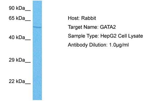 anti-GATA Binding Protein 2 (GATA2) (N-Term) antibody
