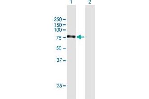 Image no. 1 for anti-Myoneurin (MYNN) (AA 1-610) antibody (ABIN949484)
