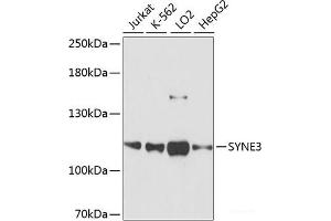 Western blot analysis of extracts of various cell lines using SYNE3 Polyclonal Antibody at dilution of 1:3000.