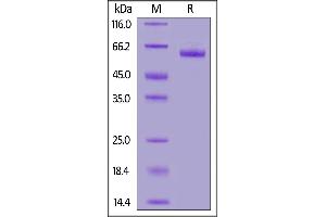 Image no. 2 for delta Like Protein 3 (DLL3) (AA 27-492) protein (Fc Tag) (ABIN6809963)