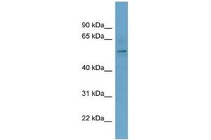 Image no. 2 for anti-Chromobox Homolog 2 (CBX2) (Middle Region) antibody (ABIN2787656)