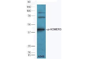 Image no. 2 for anti-Homer Homolog 3 (Drosophila) (HOMER3) (pThr36) antibody (ABIN801393)
