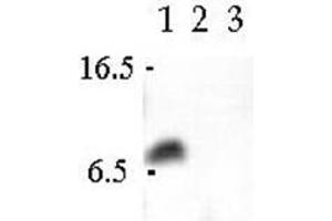 Image no. 1 for anti-Vesicle-Associated Membrane Protein 3 (VAMP3) (N-Term) antibody (ABIN1109460)