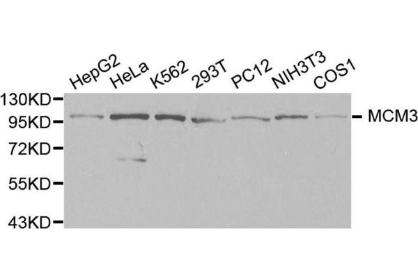 MCM3 抗体  (AA 1-295)
