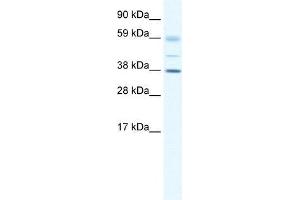 Image no. 1 for anti-SRY (Sex Determining Region Y)-Box 17 (SOX17) (C-Term) antibody (ABIN927433)
