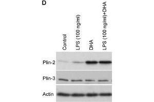 Image no. 6 for anti-Perilipin 2 (PLIN2) (AA 1-29), (N-Term) antibody (ABIN285650)