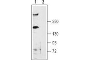 anti-Ryanodine Receptor 3 (RYR3) (AA 935-949), (Intracellular), (N-Term) antibody