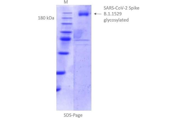 SARS-CoV-2 Spike Protein (B.1.1.529 - Omicron) (rho-1D4 tag)