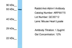 ABLIM1 antibody  (Middle Region)