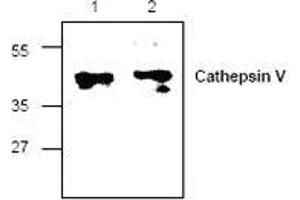 Image no. 1 for anti-Cathepsin L2 (CTSL2) antibody (ABIN223391)