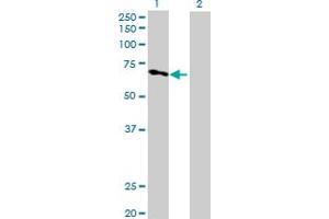 Western Blot analysis of KLC4 expression in transfected 293T cell line by KLC4 MaxPab polyclonal antibody.