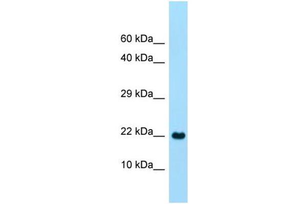 anti-C-Type Lectin Domain Family 2, Member A (CLEC2A) (C-Term) antibody