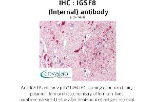 Image no. 1 for anti-Immunoglobulin Superfamily, Member 8 (IGSF8) (Internal Region) antibody (ABIN1735837)