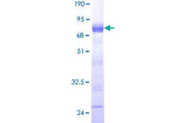 SSFA2 Protein (AA 1-267) (GST tag)
